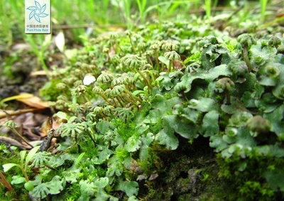 中国の研究チーム 植物が“敵か友か”を見分ける仕組みで新発見