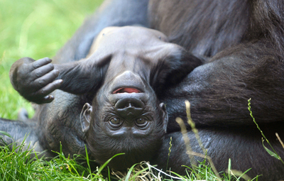 プラハの動物園、生後9週間のゴリラの赤ちゃん