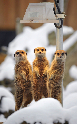 「きょうも冷えるね」、身を寄せ合って暖を取るミーアキャット