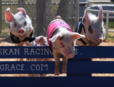 子ブタが疾走！七面鳥も走る！ 米加州で農産物･家畜の品評会