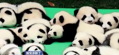 中国パンダセンター、昨年13頭を繁殖