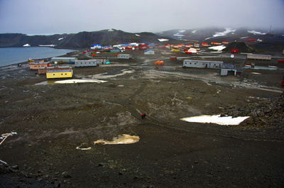 南極のユスリカ、昆虫最小ゲノムで過酷環境に適応か 米研究