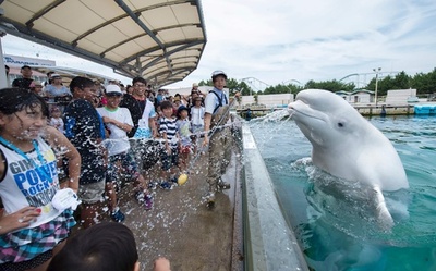 「涼しくなった！？」シロイルカが水噴射 八景島シーパラダイス