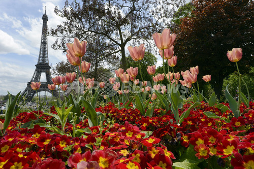 チューリップとエッフェル塔 春らんまんのパリ 写真6枚 ファッション ニュースならmode Press Powered By Afpbb News