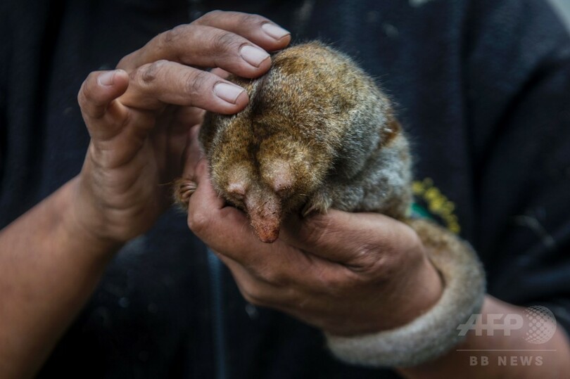 世界最小、手のひらサイズのアリクイ ペルーの動物園でお目見え 写真7枚 国際ニュース：AFPBB News