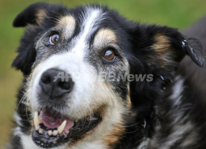 最高齢の犬は25歳 ドイツに健在か 写真9枚 国際ニュース Afpbb News