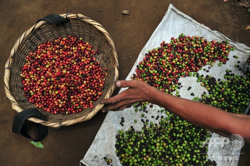 コーヒー種の60％が絶滅の危機、行動すべきは「今」