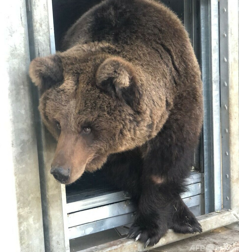 ウクライナからクマ保護 オランダ動物園が引き取り
