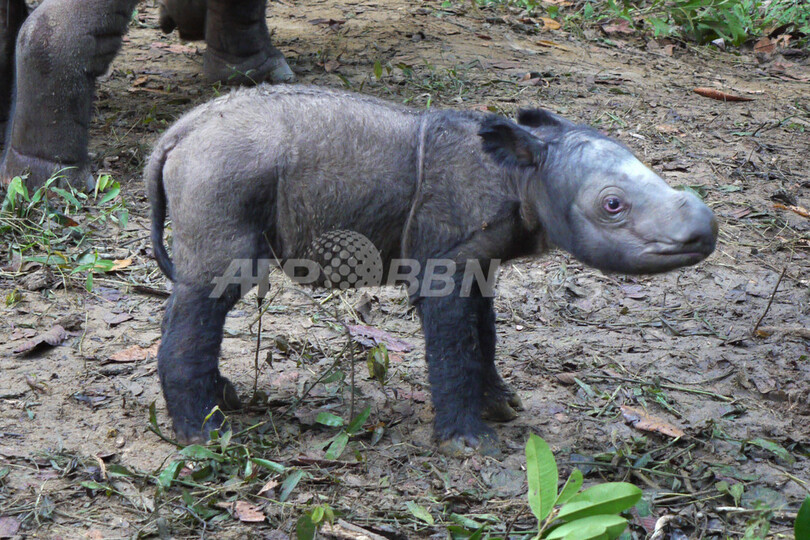 絶滅危惧種スマトラサイの赤ちゃん誕生 名前の意味は 神からの贈り物 写真8枚 国際ニュース Afpbb News