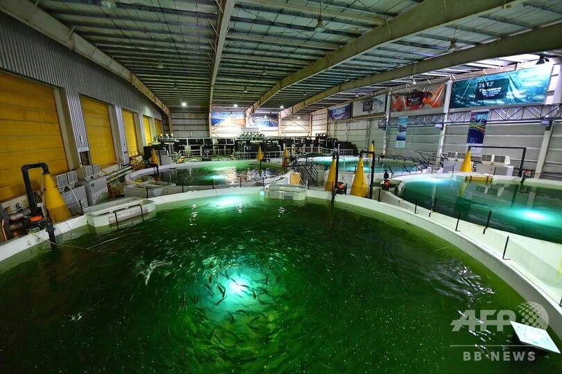 砂漠でサケ養殖 ドバイの新たな野心的挑戦