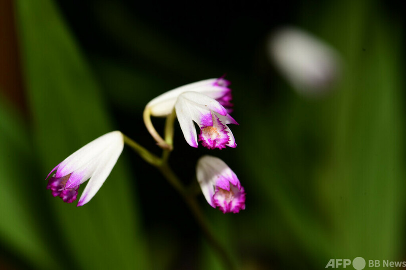 中国 雲南で 幻の花 見つかる 生物多様性保護の成果 写真2枚 国際ニュース Afpbb News