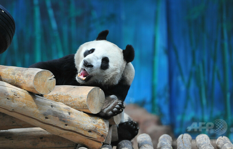 ボク 女の子じゃないよ 遼寧の動物園がパンダの性別を訂正 写真6枚 国際ニュース Afpbb News
