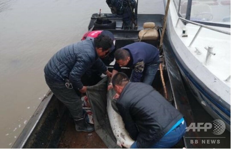黒竜江で 生きた化石 ダウリアチョウザメが捕獲される 写真2枚 国際ニュース Afpbb News