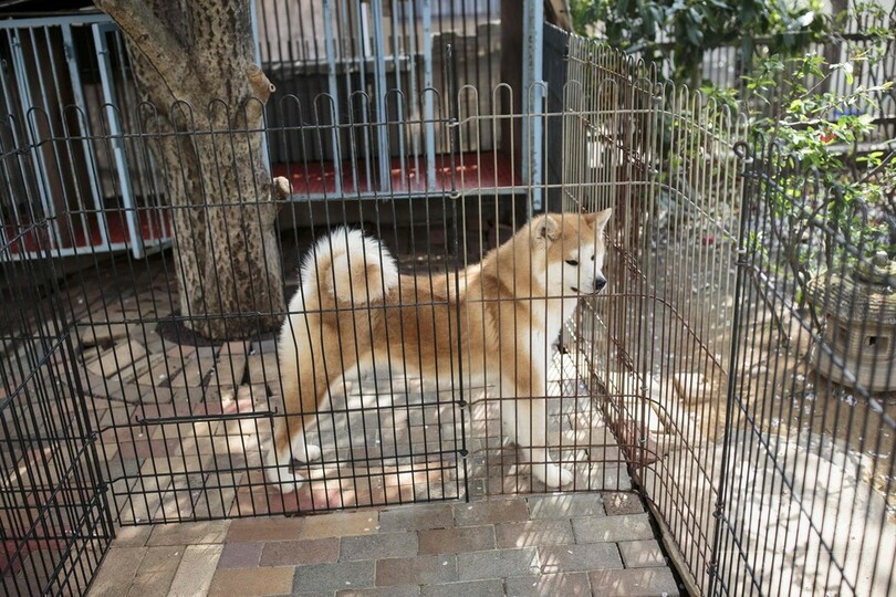 ザギトワ選手もとりこ、世界中がとろける秋田犬