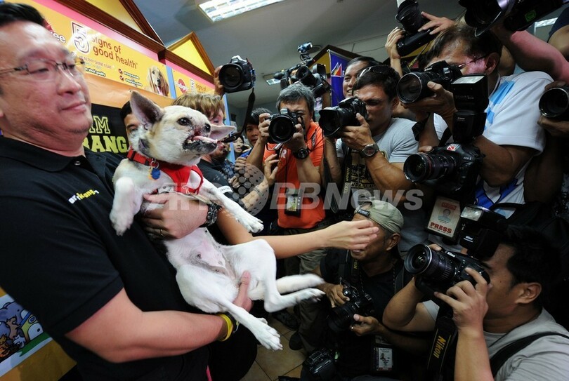 顔面失った英雄犬、治療終えフィリピンに帰国