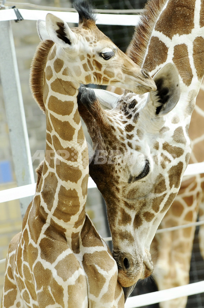 長いまつげが魅力的 ベルリンで生まれたキリンの赤ちゃん 写真5枚 国際ニュース Afpbb News