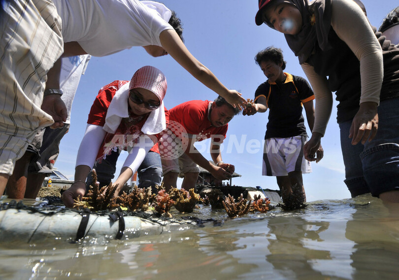 海洋公園でサンゴの養殖、タイマイの繁殖地を守れ インドネシア