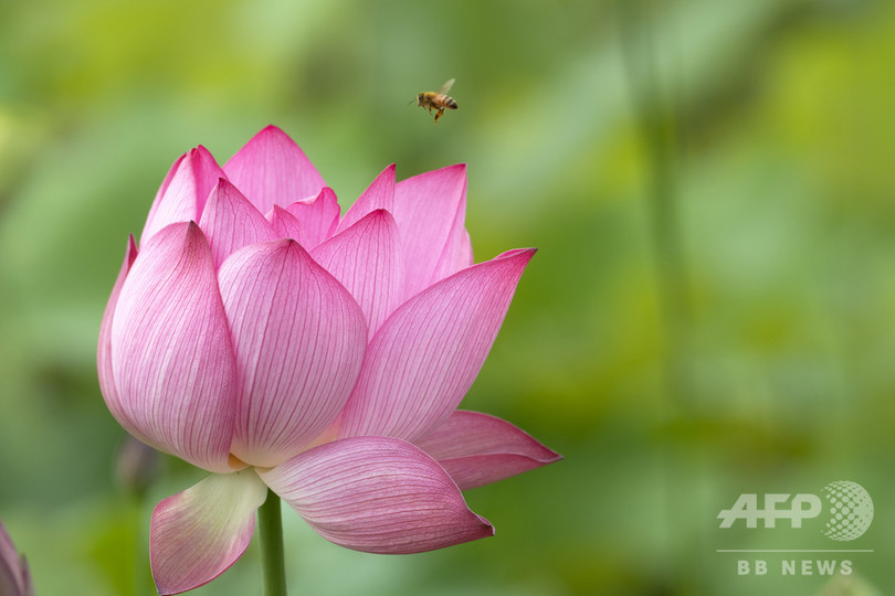 ハスの花が満開 中国 安徽省 写真9枚 国際ニュース Afpbb News