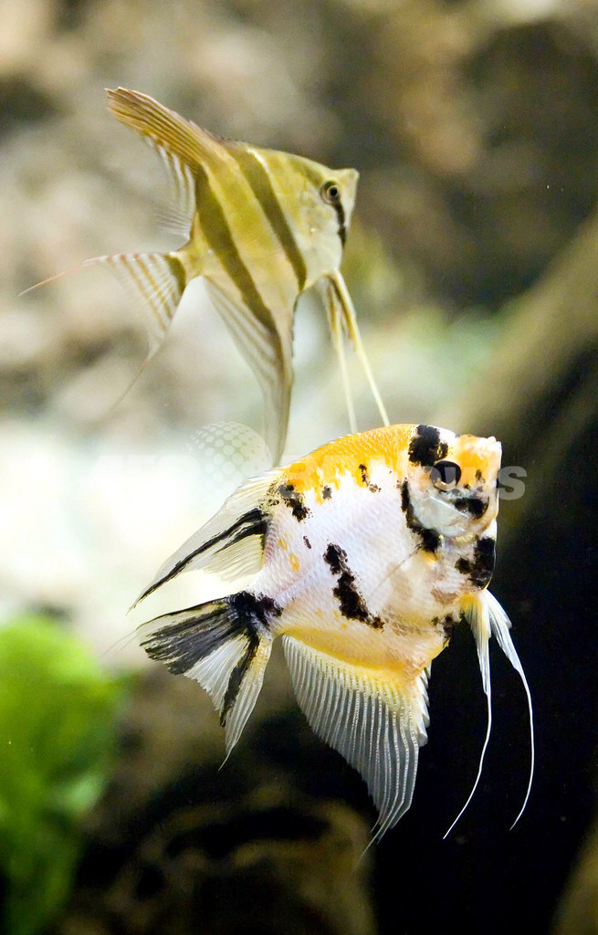 内気な魚は相手の勇敢さを引き出す、英研究 内気な魚は相手の勇敢さを引き出す、英研究