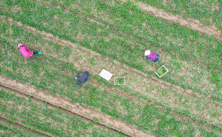 中国、新型コロナ流行も食糧安保は確保へ 中国、新型コロナ流行も食糧安保は確保へ