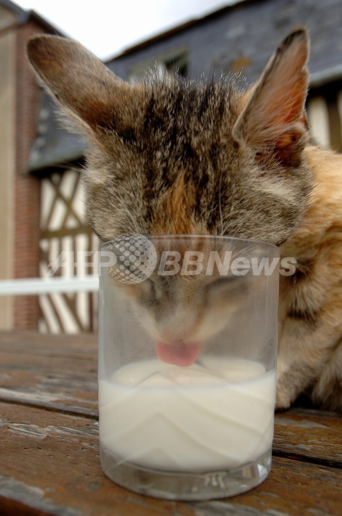 ネコが水飲む上品なしぐさ、慣性と重力を利用 高速度カメラで解明