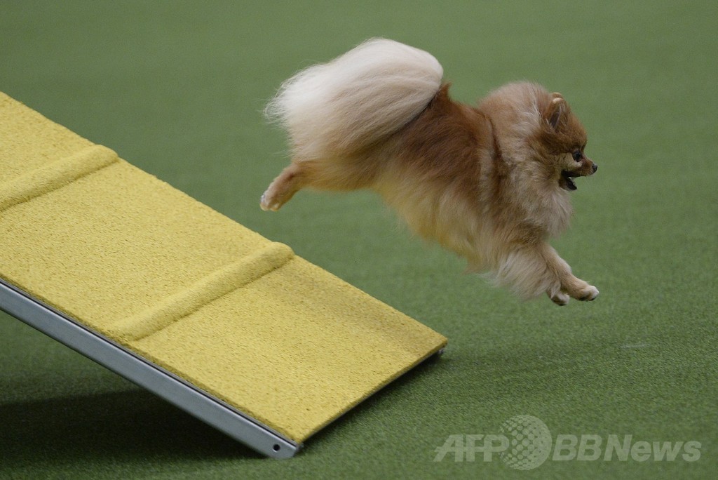 犬の機敏さ競う「アジリティ」選手権、NYで開催