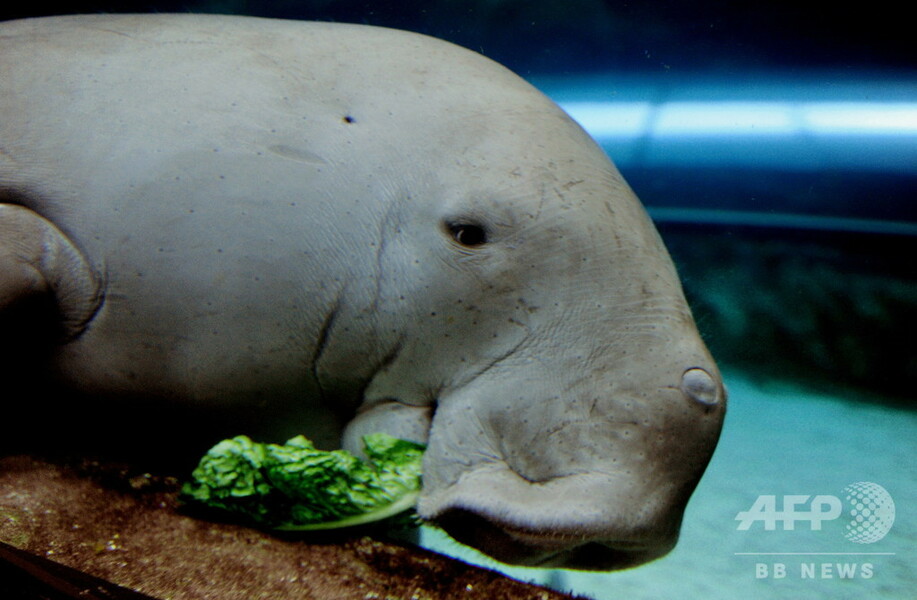 【写真特集】希少動物ジュゴン、個体数減の絶滅危惧種