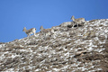 雪が降った後の、祁連山脈の主峰の一つである冷竜嶺で餌を探す野生動物のバーラル（2024年3月2日撮影、資料写真）。(c)People’s Daily/姜愛平