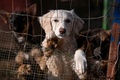 プリシュティナ・ドッグシェルターに保護された犬。コソボ首都プリシュティナ近郊のグラチャニツァで（2021年11月12日撮影）。(c)Armend NIMANI / AFP