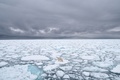 ノルウェー領スバルバル諸島に生息するホッキョクグマ。非営利団体ポーラー・ベアズ・インターナショナル提供（2018年撮影、2020年7月17日入手）。(c)AFP PHOTO / Polar Bears International / BJ Kirschhoffer