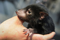 オーストラリア国内の動物園や水族館で作る団体は全国絶滅危惧種デー（National Threatened Species Day）の7日、シドニー（Sydney）市内中心部マーティン・プレース（Martin Place）でコアラやタスマニアデビルなどを展示し、来場者らに絶滅危惧種に対する理解や保護を呼び掛けた。

写真は野生動物専門家によって展示されたタスマニアデビル（2012年9月7日撮影）。(c)AFP/ROMEO GACAD