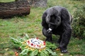 ドイツ首都のベルリン動物園で、バースデーケーキを見つけた欧州最高齢のゴリラ、ファトゥ（2018年4月13日撮影）。(c)AFP PHOTO / John MACDOUGALL