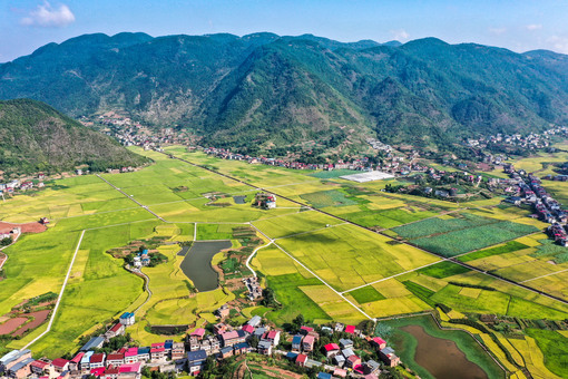 三峡の穀倉」に豊作の秋 中国・重慶市 写真10枚 国際ニュース：AFPBB News