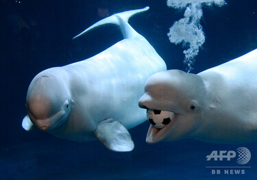 中国で飼育のシロイルカ2頭、世界初の専用保護区に移送 アイスランド