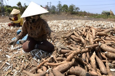 未来の農作物「キャッサバ」を後押し、国連