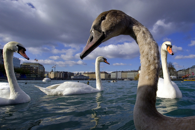 餌はどこかな？ジュネーブの「ハクチョウの湖」
