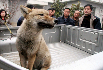 ペットの愛犬、実はオオカミだった!?