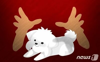 病気の老犬に高価な餌を与えた妻…韓国・夫が放った冷淡な一言