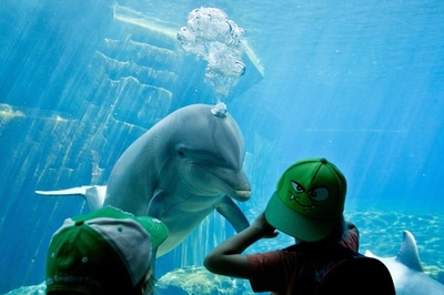 お互いに興味津々？水族館のイルカと子ども　ドイツ
