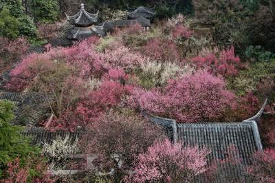 梅の花に満たされる 江蘇・南京