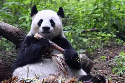 パンダ「和花」の母親 23歳の「成功」が獣舎内で死ぬ