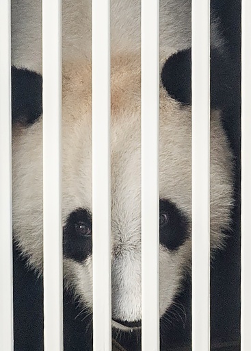 中国からマレーシアにパンダ到着、MH370便失踪の余波で遅れ