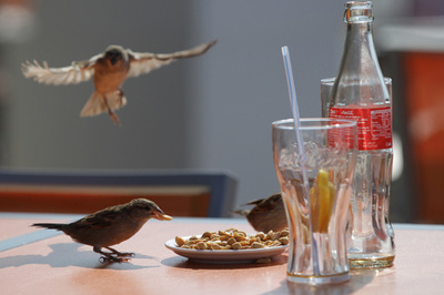 騒音がスズメの寿命を縮める？実験結果