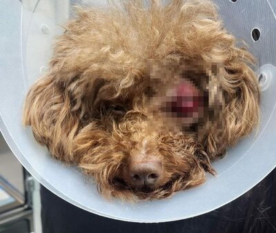 韓国「ペットの幼稚園」で片目失った愛犬…防犯カメラの暴力シーンに胸が張り裂けそうに