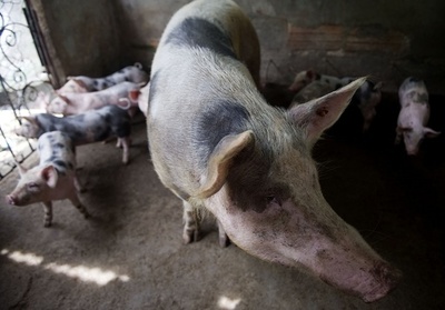 故意にブタを銃撃して治療、戦場想定した英軍訓練に非難