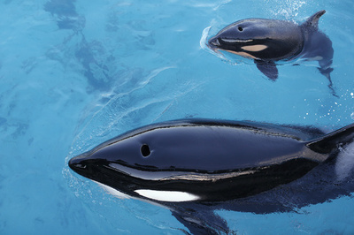 シャチの閉経、母娘間の競争で説明可能か 研究