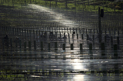 バッハを聴きながら熟成するワイン 南アフリカ