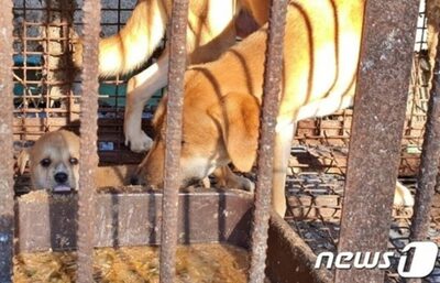 韓国大統領夫人、犬食終息の意志…動物保護団体「積極的に支持」