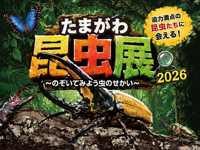 【玉川高島屋S.C.】夏のイベント＆全館セール情報　ヘラクレスオオカブトやニジイロクワガタなど世界の人気昆虫が集結！「たまがわ昆虫展2026」を8月14日（金）より開催