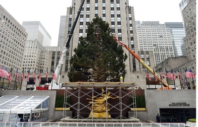 NYロックフェラーセンターにクリスマスツリー設置